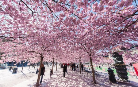 Кунгстредгорден («Королівський сад») - парк в центрі Стокгольма, Швеція.